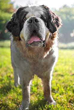 Saint Bernard dog breed in front of the camera, Italy, Europe