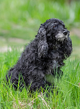 Black Cocker Spaniel dog breed sitting in the grass, Italy, Europe