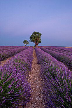 Two trees at the end of a lavender field at dusk, Plateau de Valensole, Provence, France, Europe