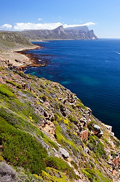 Cape Point Nature Reserve, False Bay, Western Cape, South Africa, Africa