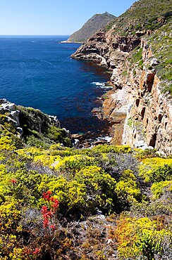 Cape Point Nature Reserve, False Bay, Western Cape, South Africa, Africa