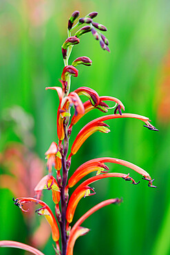 Two-colour Cobra Lily (Bicolour Cobra Lily) (Chasmanthe bicolor), Cape Town, Western Cape, South Africa, Africa