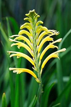 Cobra Lily (Chasmanthe floribunda), Cape Town, South Africa, Africa