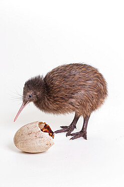A baby kiwi bird chick next to the egg that he hatched from, Smithsonian National Zoo's Conservation Institute, Virginia, United States of America, North America