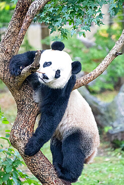 Bei Bei the Giant Panda climbs a tree in his enclosure at the Smithsonian National Zoo in Washington DC, United States of America, North America