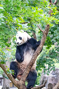 Bei Bei the Giant Panda climbs a tree in his enclosure at the Smithsonian National Zoo in Washington DC, United States of America, North America