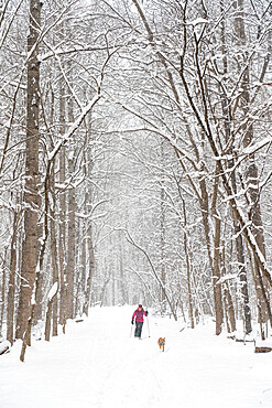 Jennifer Jordan and dog Jack cross country ski the Berma Road near Potomac, Maryland, United States of America, North America