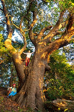 A woman and her son in the branches of one of the oldest Live Oaks in the Outer Banks of North Carolina, Nags Head, North Carolina, United States of America, North America