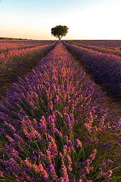 Lavender fields of Brihuega, Guadalajara, Spain, Europe