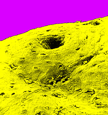 Colon mucosa in SEM x 600. The colon mucosa is constituted of an epithelium, glands, a connective tissue