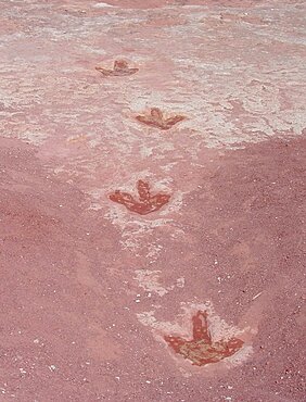 Dinosaur Tracks, Moenave Formation