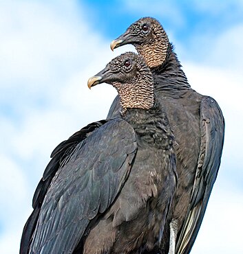 Black Vultures