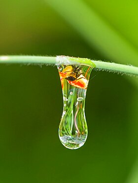 Planthopper in Water Droplet