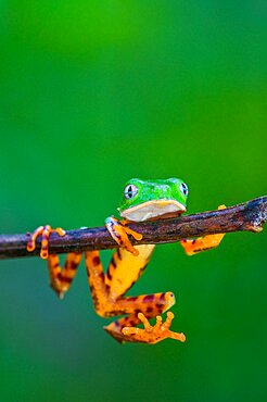 Monkey Treefrog