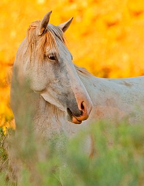 Wild Horse