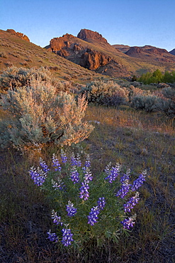 Lupine and Pike Rock from Pike Creek Trail, on Steens Mountain above the Alvord Desert in eastern Oregon.