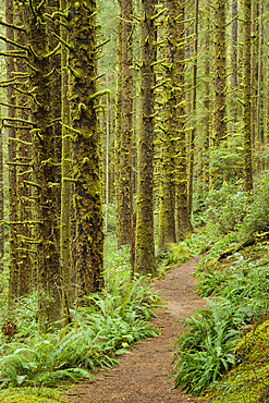 Siltcoos Lake Trail, Siuslaw National Forest, Oregon.