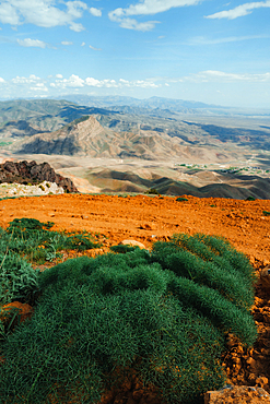 Wild dill in Vayots Dzor, known for its red-hued mountains, Armenia (Hayastan), Caucasus, Central Asia, Asia