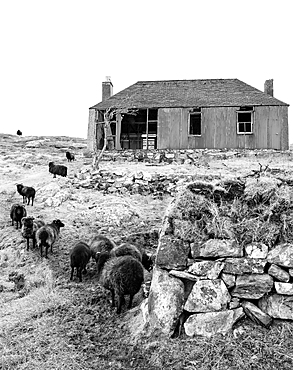 A flock of black sheep and derelict building on the Isle of Scalpay, Outer Hebrides, Scotland, United Kingdom, Europe