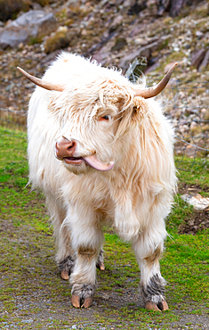 Highland cattle in Huisinish (Hushinish), Isle of Harris, Outer Hebrides, Scotland, United Kingdom, Europe