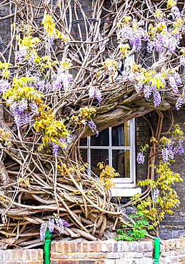 The oldest wisteria in England, planted in 1816, on Griffin Brewery, Chiswick, London, England, United Kingdom, Europe