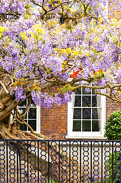 Blooming wisteria on a house in Chiswick, London, England, United Kingdom, Europe