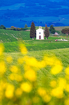 View towards the iconic Chapel of Madonna di Vitaleta, Val d'Orcia, Tuscany, Italy