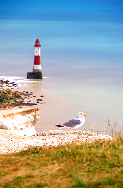 A seagull resting on Beachy Head chalk cliffs, with Beachy Head Lighthouse in the background, South Downs National Park, East Sussex, England