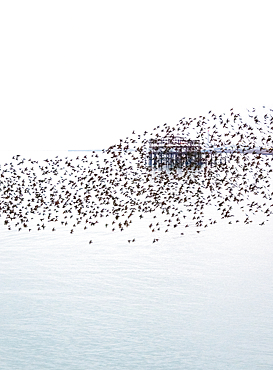 The remains of the West Pier as seen through the starling murmuration at sunset, City of Brighton and Hove, East Sussex, England