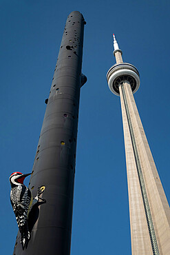 Fastwurms Woodpecker Column in the shadow of the CN Tower, Toronto, Ontario, Canada, North America