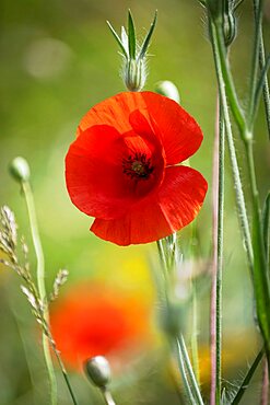 Red Poppy (Papaver rhoeas), Cheshire, England, UK