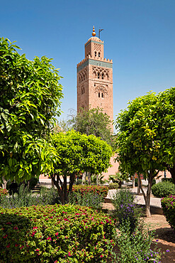 Koutoubia Mosque, UNESCO World Heritage Site, from Koutoubia Gardens, Marrakesh, Morocco, North Africa, africa