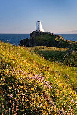 Twr Mawr lighthouse and wildflowers, Llanddwyn Island (Ynys Llanddwyn), near Newborough, Anglesey, North Wales, United Kingdom, Europe