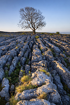 Lone bare Ash Tree on Limestone Pavement, Malham Lings, Yorkshire Dales National Park, Yorkshire, England, United Kingdom, Europe