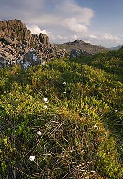 Cotton Grass on Bera Mawr looking to Bera Bach, Carneddau Mountains, Snowdonia National Park, Eryri, North Wales, UK