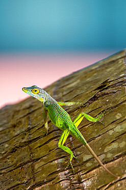 Antiguan Anole lizard (Anolis Leachii) in Bermuda, Atlantic, Central America