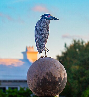 Yellow Crowned Night Heron (Nyctanassa Violacea), wading bird of the Americas that feeds on crustacea, Bermuda, Atlantic