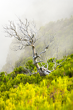 Single dry bare tree along trail to Pico Ruivo, Santana, Madeira, Portugal, Atlantic, Europe