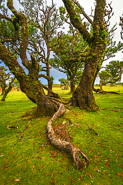 Laurel tree forest, UNESCO World Heritage Site, Sao Vicente, Madeira, Portugal, Atlantic, Europe