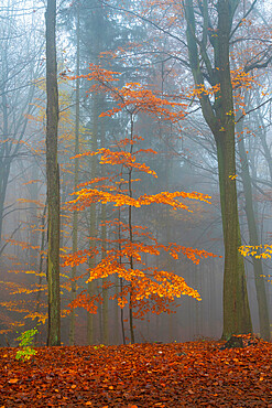 Orange beech tree in autumn, Hruba Skala, Semily District, Liberec Region, Bohemian, Czech Republic