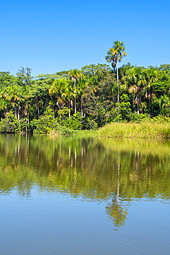 Lake Sandoval and Aguaje palms, Tambopata National Reserve, Puerto Maldonado, Madre de Dios, Peru, South America