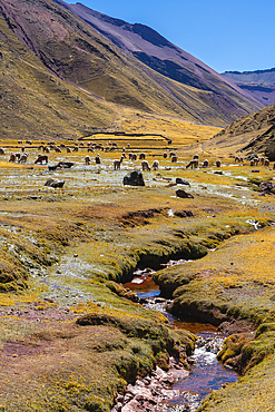 Stream in the Andes and herd of alpacas, near Rainbow Mountain, Pitumarca District, Cusco (Cuzco) Region, Peru, South America