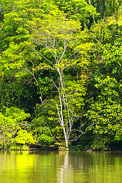 Lake Sandoval, Tambopata National Reserve, Puerto Maldonado, Madre de Dios, Peru