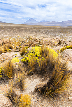 Tufts of grass and El Misti and Chachani volcanoes, Salinas y Aguada Blanca National Reserve, Arequipa Region, Peru, South America