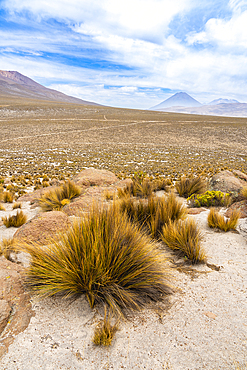 Tufts of grass and El Misti and Chachani volcanoes, Salinas y Aguada Blanca National Reserve, Arequipa Region, Peru, South America