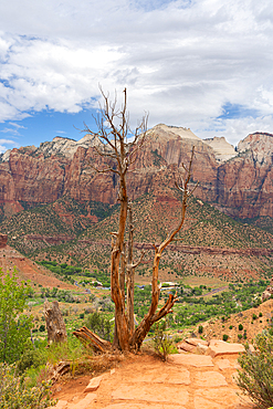 Barren tree on Watchman trail, Zion National Park, Utah, United States of America, North America