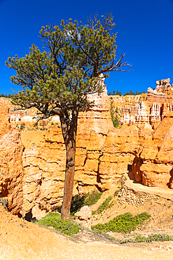 Lone tree among hoodoos, Queens Garden Trail, Bryce Canyon National Park, Utah, USA