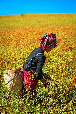 Burmese woman collecting chili peppers near Kalaw, Myanmar