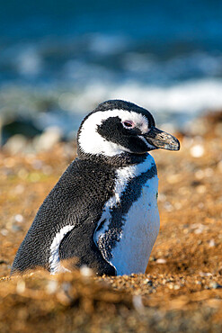 Magellanic penguin, Isla Magdalena, Patagonia, Chile, South America