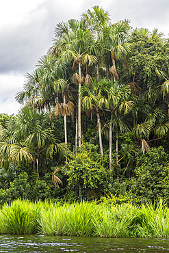 Aguaje palms by Lake Sandoval, Tambopata National Reserve, Puerto Maldonado, Madre de Dios, Peru, South America